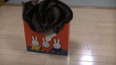 【宠物】日本网友测试猫趴在地上可以有多扁，看到最后快被萌死了（组图） - 52