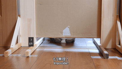 【宠物】日本网友测试猫趴在地上可以有多扁，看到最后快被萌死了（组图） - 12