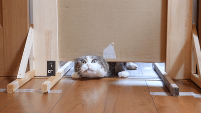【宠物】日本网友测试猫趴在地上可以有多扁，看到最后快被萌死了（组图） - 11