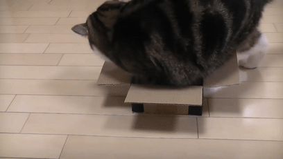 【宠物】日本网友测试猫趴在地上可以有多扁，看到最后快被萌死了（组图） - 45