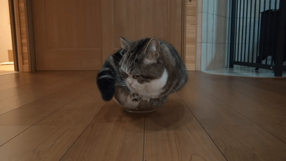 【宠物】日本网友测试猫趴在地上可以有多扁，看到最后快被萌死了（组图） - 35