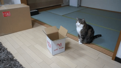 【宠物】日本网友测试猫趴在地上可以有多扁，看到最后快被萌死了（组图） - 36