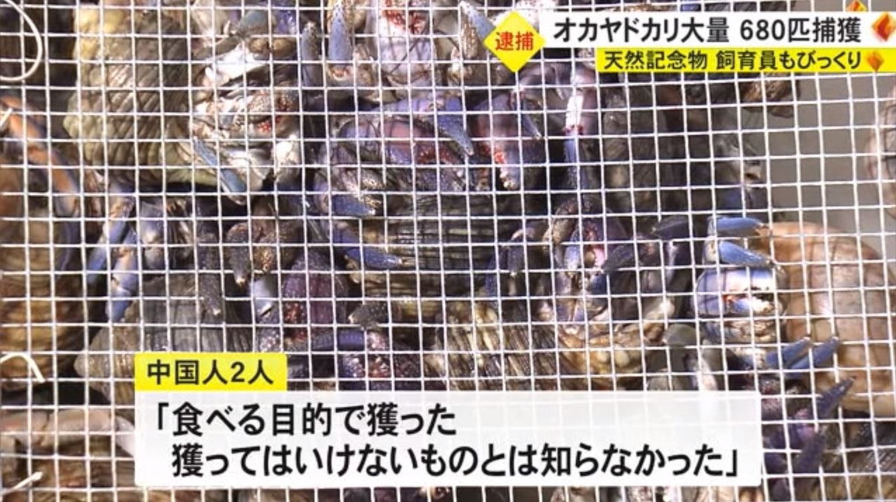 中国夫妇游冲绳企图掘走682只寄居蟹，被捕辩称“因为馋嘴”（组图） - 2