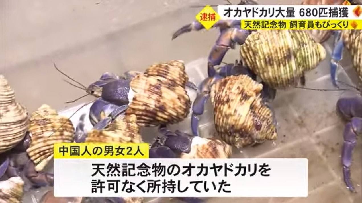 中国夫妇游冲绳企图掘走682只寄居蟹，被捕辩称“因为馋嘴”（组图） - 1