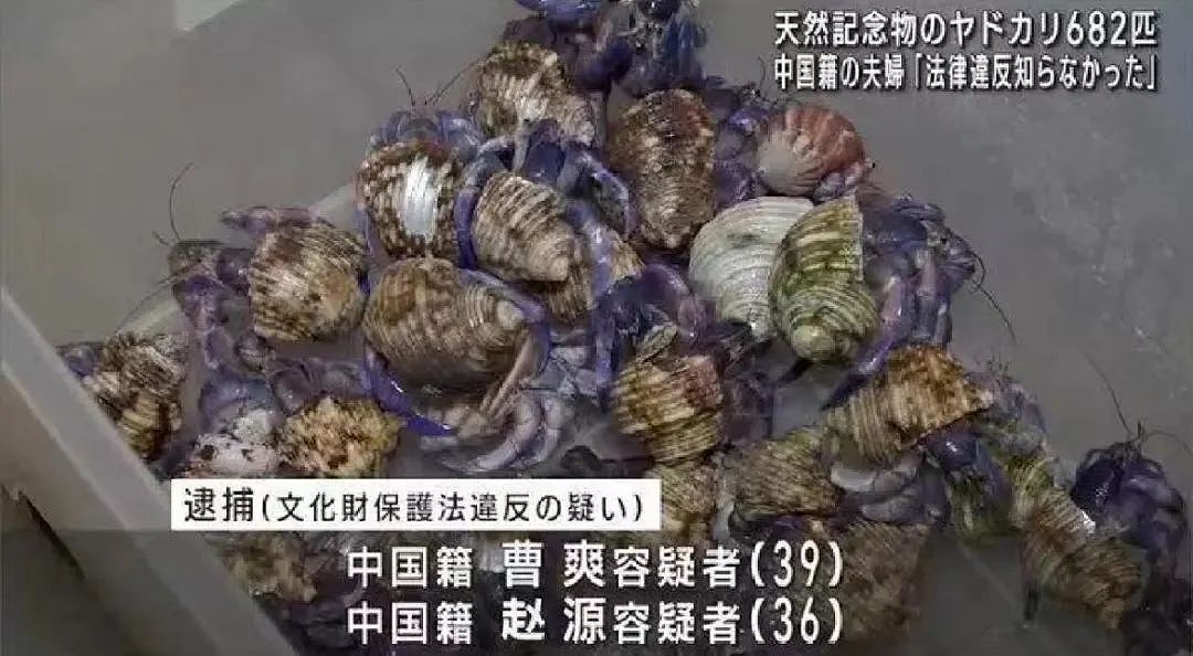 中国游客为了吃这“海鲜”，来冲绳抓683只遭捕！网友：某宝有店铺，走私当宠物（组图） - 3