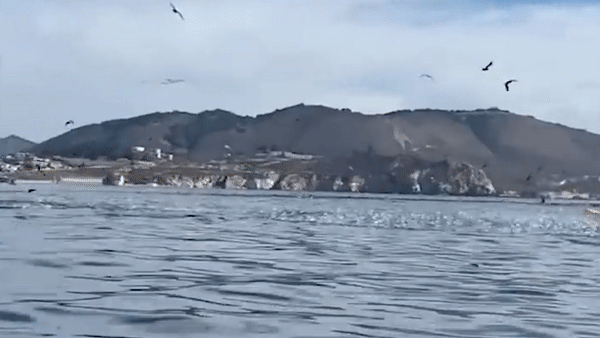 加州2女乘皮划艇遭鲸鱼一口吞下， 可怕画面全录（视频/组图） - 1