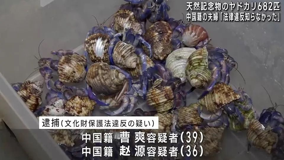 中国夫妻在冲绳旅游被逮捕，抓了680多只寄居蟹要煮来吃？日本民众：什么都敢吃啊！（组图） - 4
