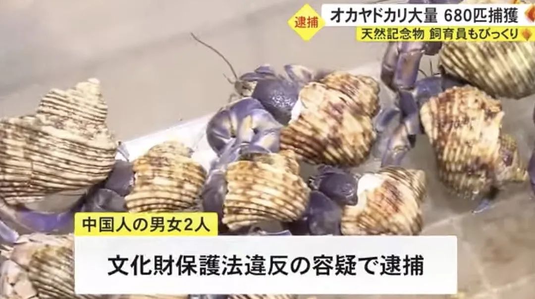 中国夫妻在冲绳旅游被逮捕，抓了680多只寄居蟹要煮来吃？日本民众：什么都敢吃啊！（组图） - 9