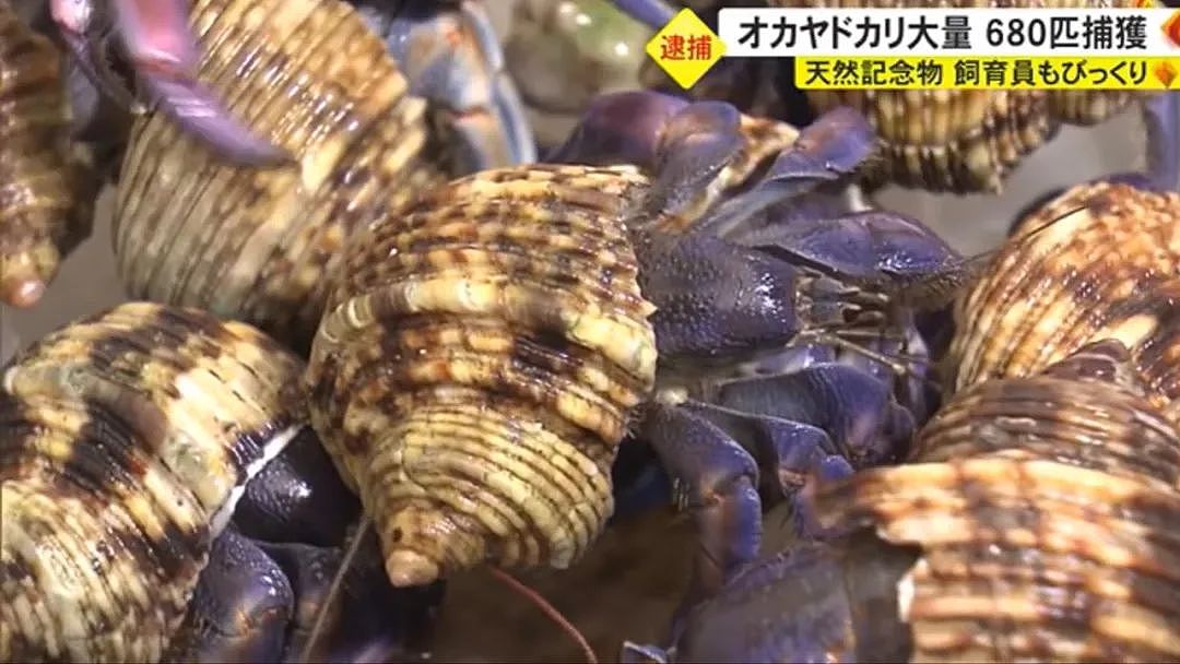 中国夫妻在冲绳旅游被逮捕，抓了680多只寄居蟹要煮来吃？日本民众：什么都敢吃啊！（组图） - 8
