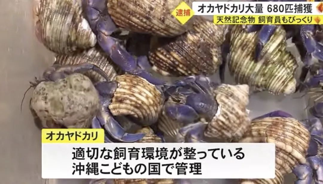 中国夫妻在冲绳旅游被逮捕，抓了680多只寄居蟹要煮来吃？日本民众：什么都敢吃啊！（组图） - 7