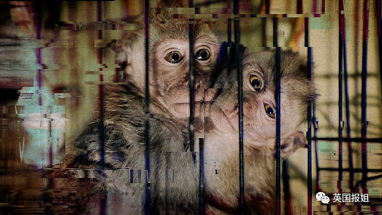 BBC揭恐怖跨国虐猴产业链！把小猴扔进搅拌机，拍斩首视频赚翻，观众还在疯狂叫好（组图） - 27