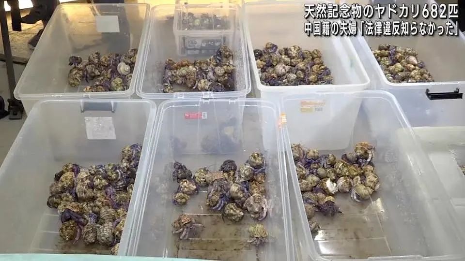 中国夫妻在冲绳旅游被逮捕，抓了680多只寄居蟹要煮来吃？日本民众：什么都敢吃啊！（组图） - 5