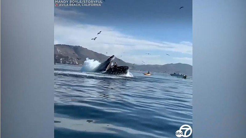 加州2女乘皮划艇遭鲸鱼一口吞下， 可怕画面全录（视频/组图） - 2