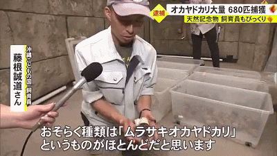 中国夫妻在冲绳旅游被逮捕，抓了680多只寄居蟹要煮来吃？日本民众：什么都敢吃啊！（组图） - 6
