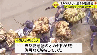 中国夫妻在冲绳旅游被逮捕，抓了680多只寄居蟹要煮来吃？日本民众：什么都敢吃啊！（组图） - 2