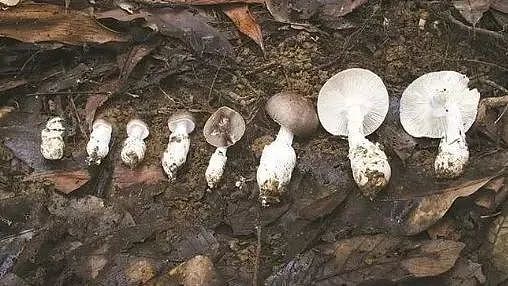 路边的蘑菇不要采：广东多地爆食用野生蘑菇中毒！上月5死15发病（组图） - 2