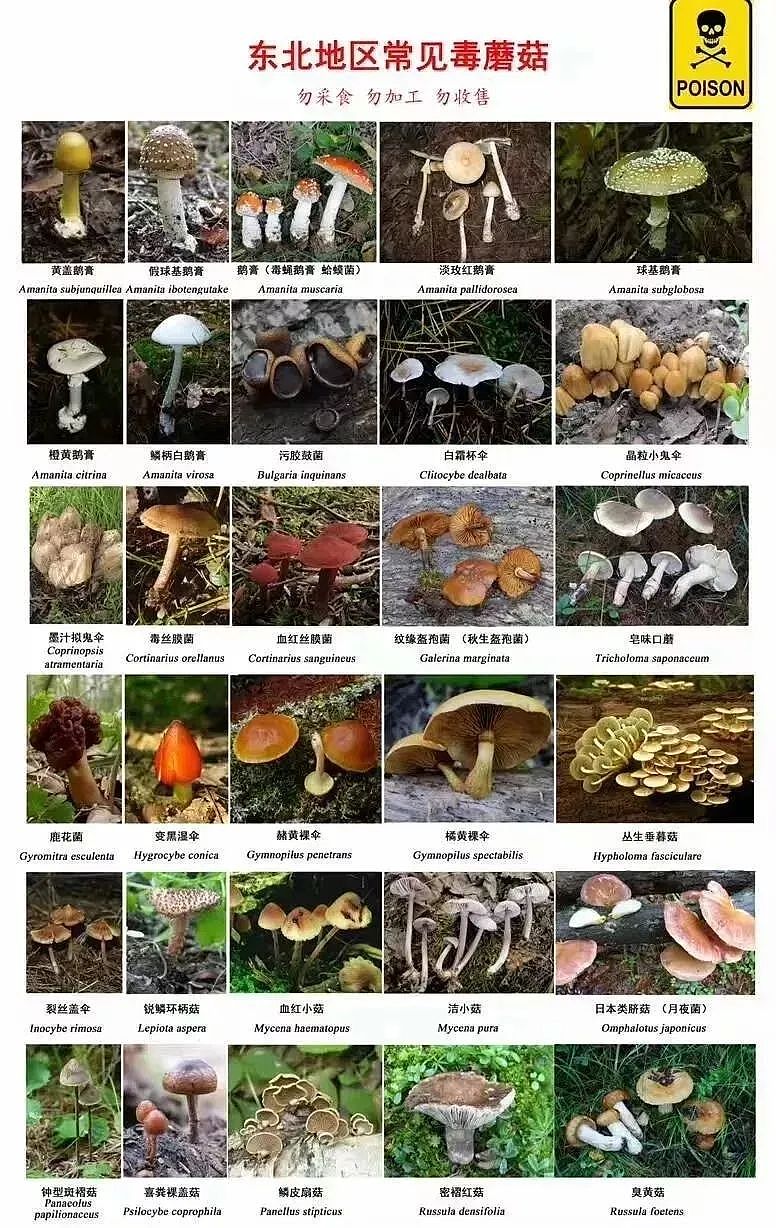 路边的蘑菇不要采：广东多地爆食用野生蘑菇中毒！上月5死15发病（组图） - 7