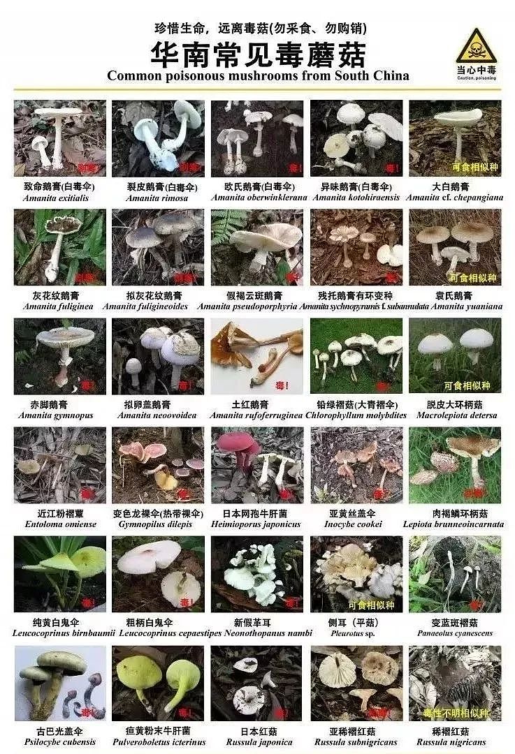 路边的蘑菇不要采：广东多地爆食用野生蘑菇中毒！上月5死15发病（组图） - 6