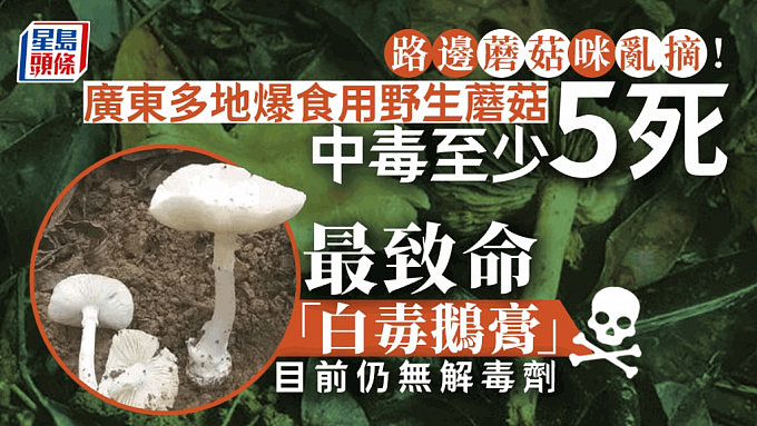 路边的蘑菇不要采：广东多地爆食用野生蘑菇中毒！上月5死15发病（组图） - 1