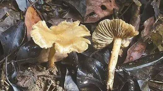 路边的蘑菇不要采：广东多地爆食用野生蘑菇中毒！上月5死15发病（组图） - 5