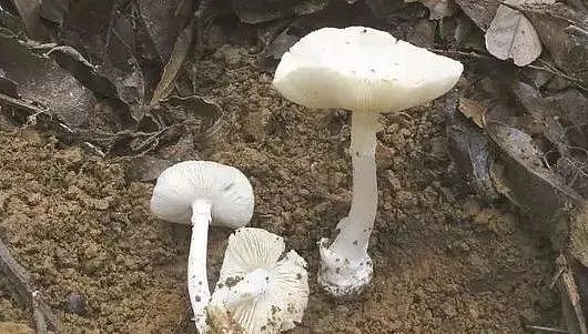 路边的蘑菇不要采：广东多地爆食用野生蘑菇中毒！上月5死15发病（组图） - 3