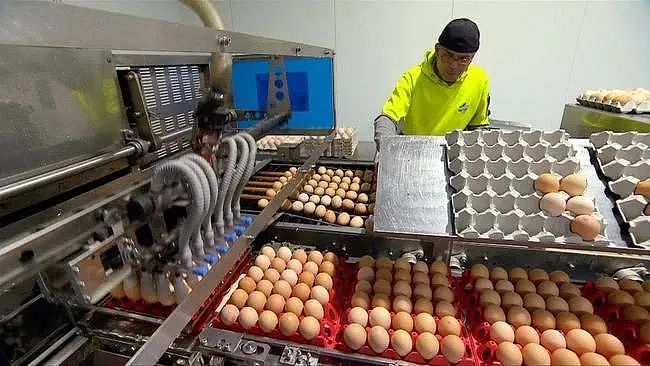 官宣！Myki票价暴涨$10，澳洲超市鸡蛋售罄警告，原来Aldi/Coles/WWS这些便宜货竟是大牌（组图） - 5