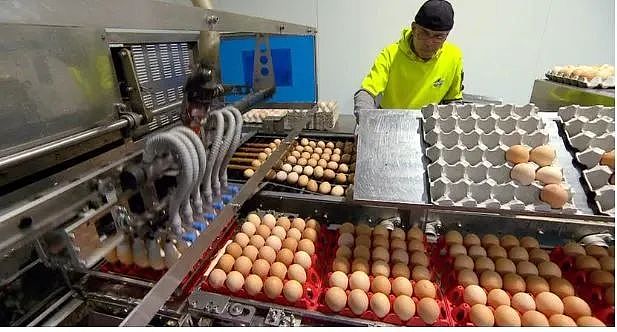 澳洲农民警告：超市鸡蛋恐将进一步涨价！部分品牌已卖到9刀一打（组图） - 3