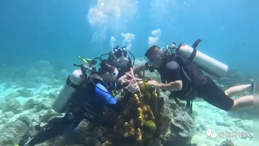 恐怖重罚！中国游客在泰国爬珊瑚摸海星，最高坐牢2年或罚款20万泰铢……（组图） - 3