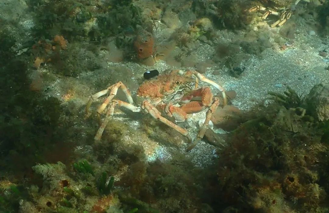 墨尔本海域又被这种蟹占领，一天可捕15只（组图） - 3