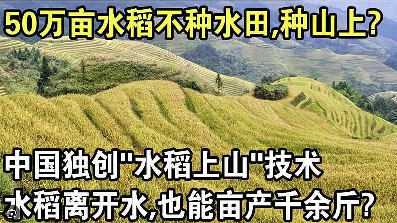 官媒：网友质疑“水稻上山“ 官方回应“那是科学“（图） - 1