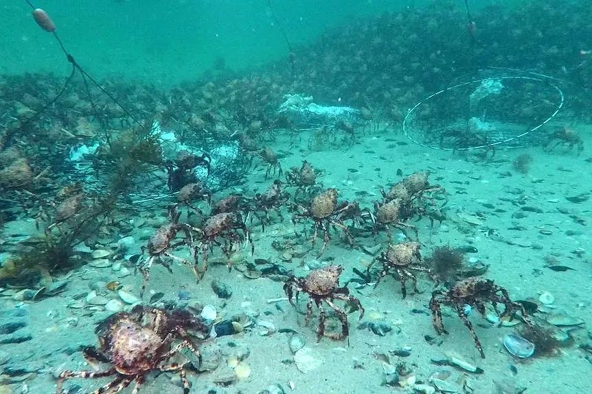 墨尔本海域又被这种蟹占领，一天可捕15只（组图） - 5