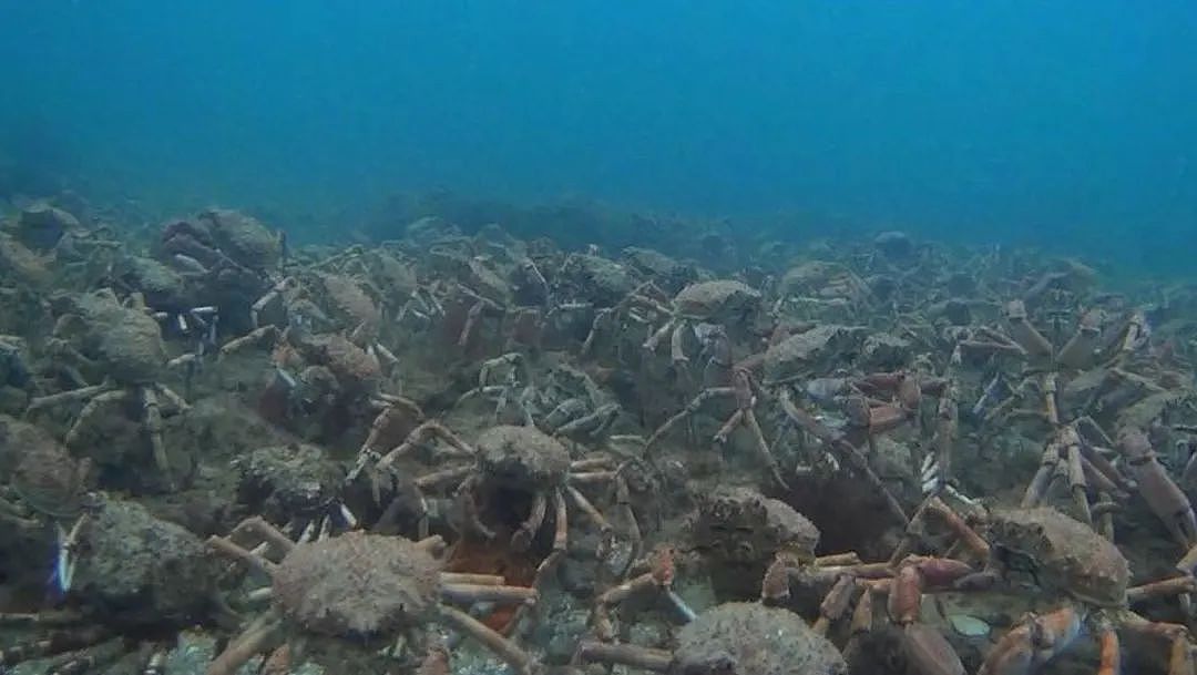 墨尔本海域又被这种蟹占领，一天可捕15只（组图） - 2