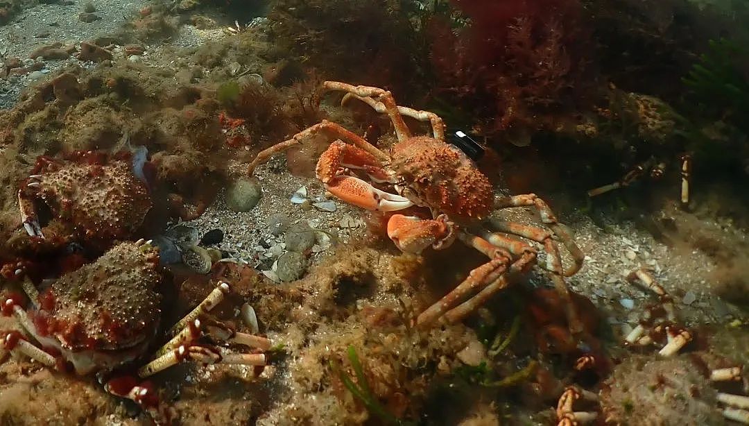 墨尔本海域又被这种蟹占领，一天可捕15只（组图） - 1