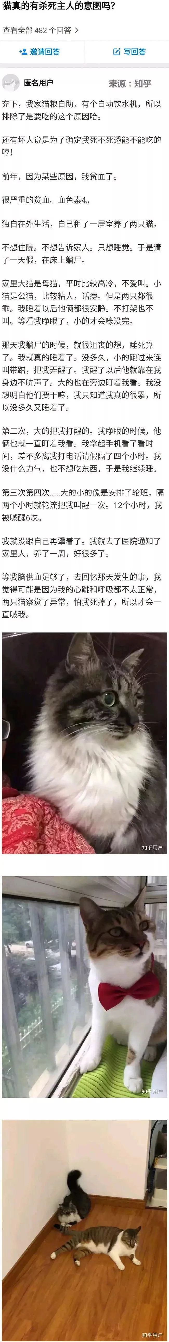 【宠物】“猫有杀死主人的意图吗？”这个答案感动20w网友（组图） - 4