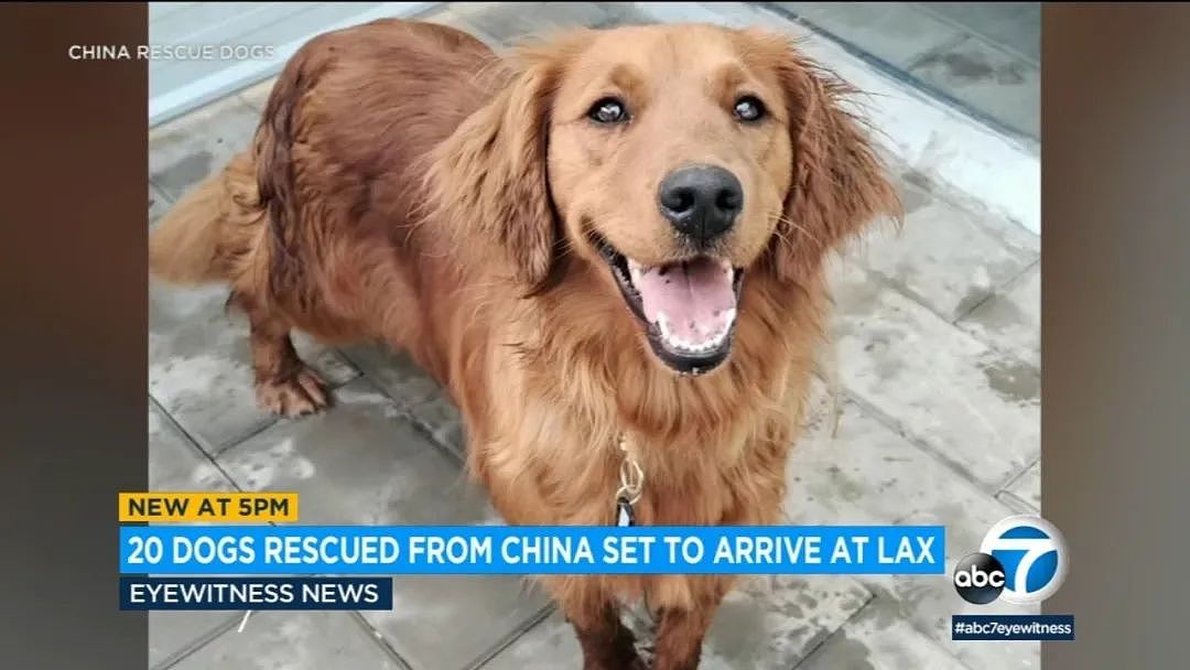 20只狗从狗肉摊被解救，获得美国“绿卡”，搭乘飞机移民美国（组图） - 1