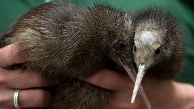 外媒：米拉玛无掠食者组织为拯救新西兰鸟类，决定实施灭鼠计划（组图） - 3