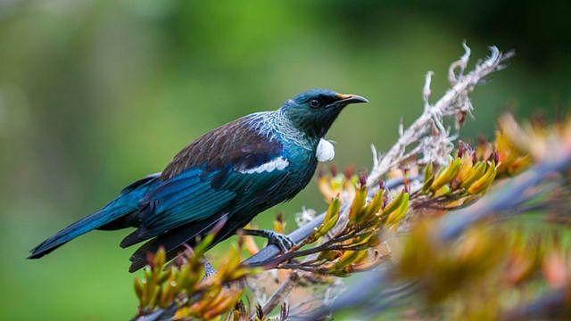 外媒：米拉玛无掠食者组织为拯救新西兰鸟类，决定实施灭鼠计划（组图） - 6