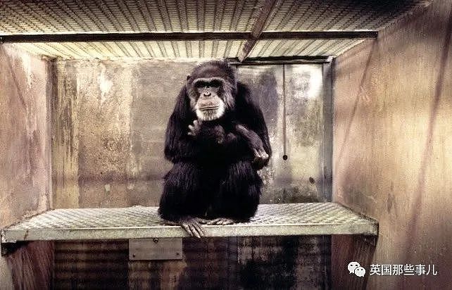 黑猩猩被关29年，重获自由后初次见到天空，表情看哭无数网友（组图） - 18