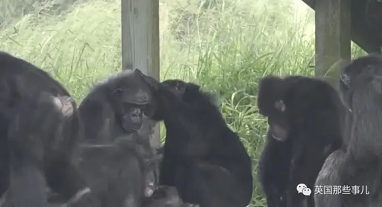 黑猩猩被关29年，重获自由后初次见到天空，表情看哭无数网友（组图） - 21