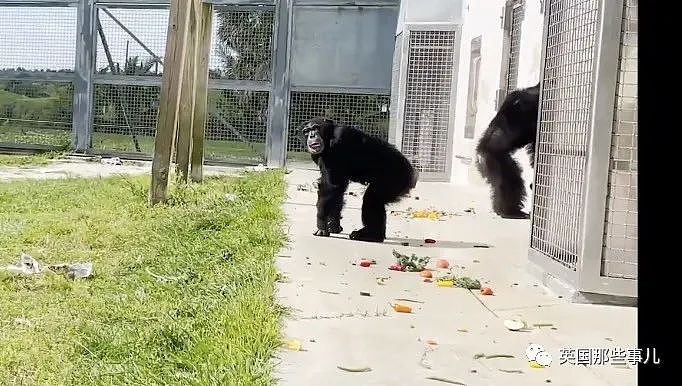 黑猩猩被关29年，重获自由后初次见到天空，表情看哭无数网友（组图） - 2