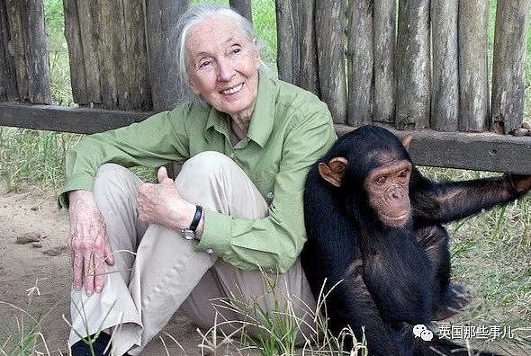 黑猩猩被关29年，重获自由后初次见到天空，表情看哭无数网友（组图） - 9