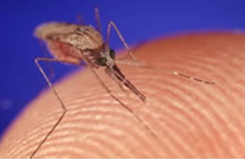 30年来首例！这国“毒蚊”疟疾， 已有人感染！ 华人小心（组图） - 6