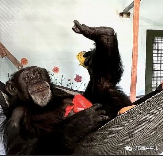 黑猩猩被关29年，重获自由后初次见到天空，表情看哭无数网友（组图） - 10