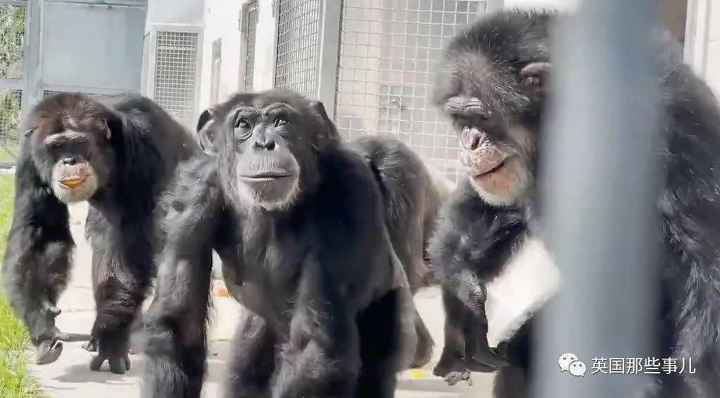 黑猩猩被关29年，重获自由后初次见到天空，表情看哭无数网友（组图） - 16