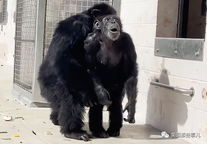 黑猩猩被关29年，重获自由后初次见到天空，表情看哭无数网友（组图） - 1