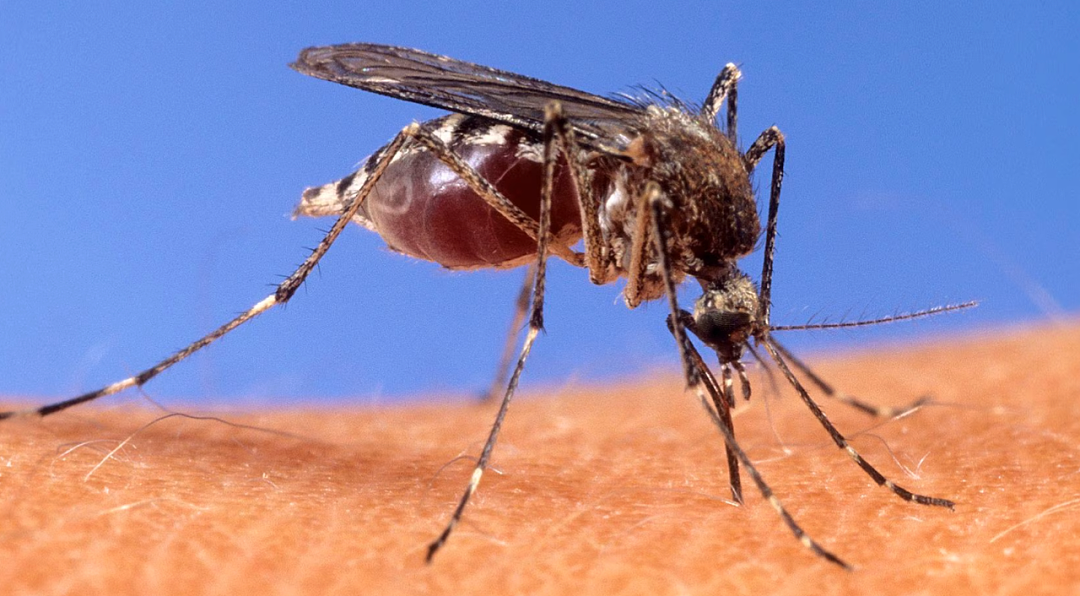 30年来首例！这国“毒蚊”疟疾， 已有人感染！ 华人小心（组图） - 1