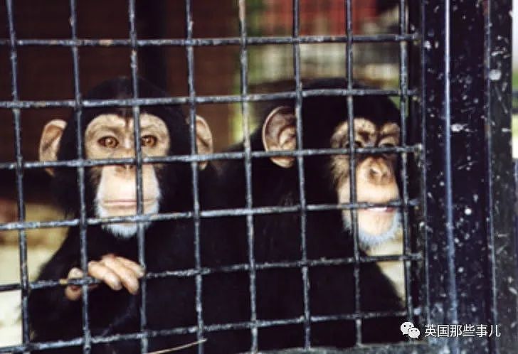 黑猩猩被关29年，重获自由后初次见到天空，表情看哭无数网友（组图） - 4