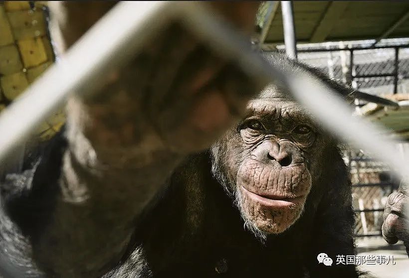 黑猩猩被关29年，重获自由后初次见到天空，表情看哭无数网友（组图） - 12