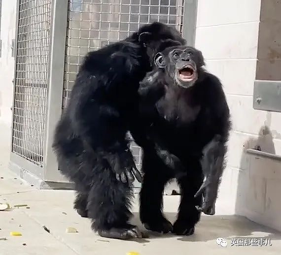 黑猩猩被关29年，重获自由后初次见到天空，表情看哭无数网友（组图） - 15