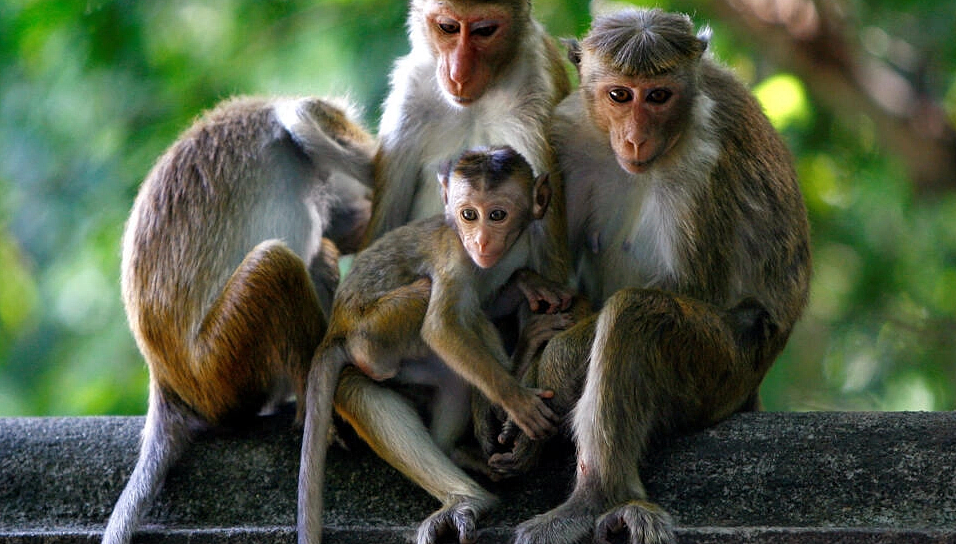 斯里兰卡被告上法庭，放弃向中国出口十万猕猴计划（组图） - 1